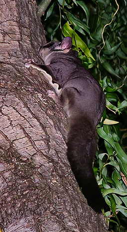 Sugar Glider on a Squiggly Willow Tree at Grampians Paradise Camping and Caravan Parkland